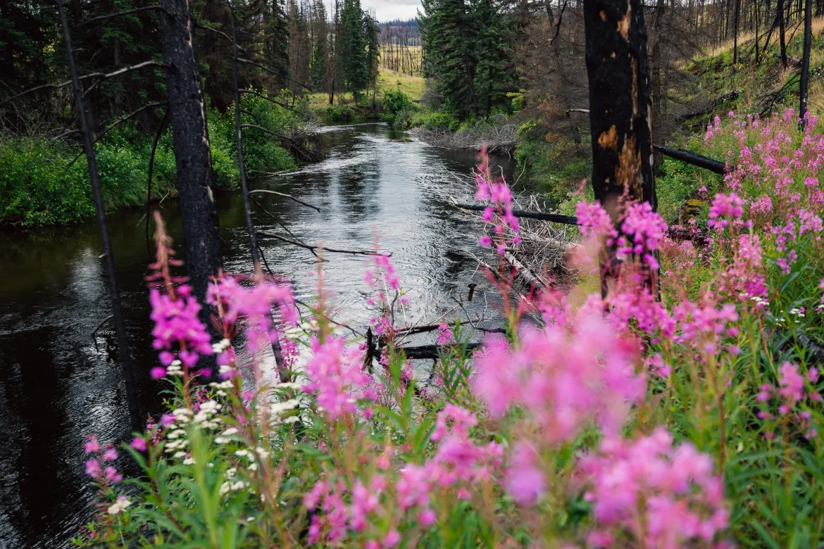 View down stream at the Siwash River Outpost - a great Canadian wilderness safari.