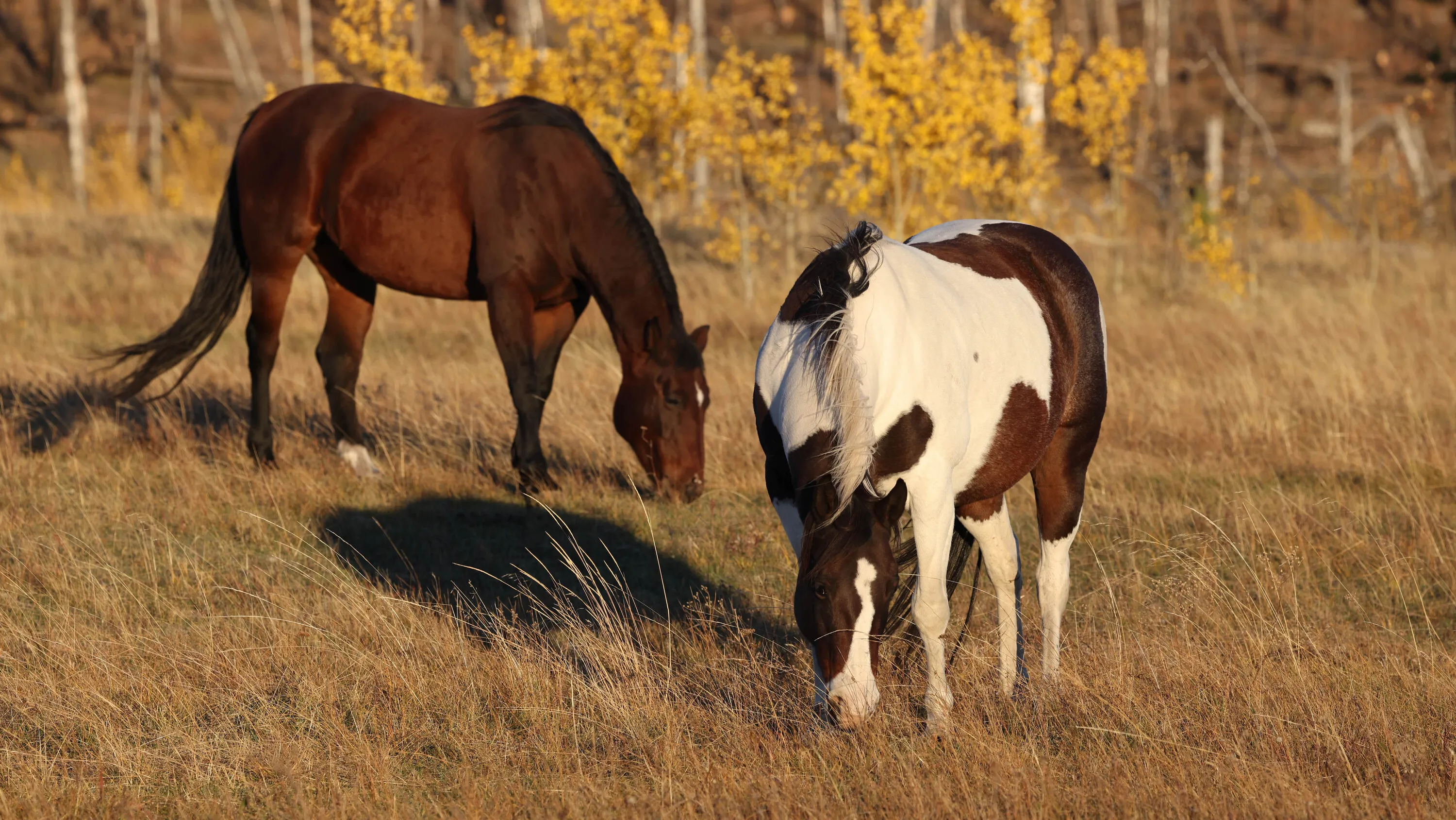 Ranch horses grazing in the fall 