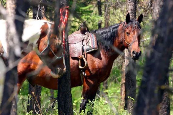 Your trusty mount awaits while you play at the River.