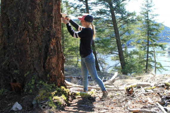 Installing MCH to protect Old Growth Douglas fir trees