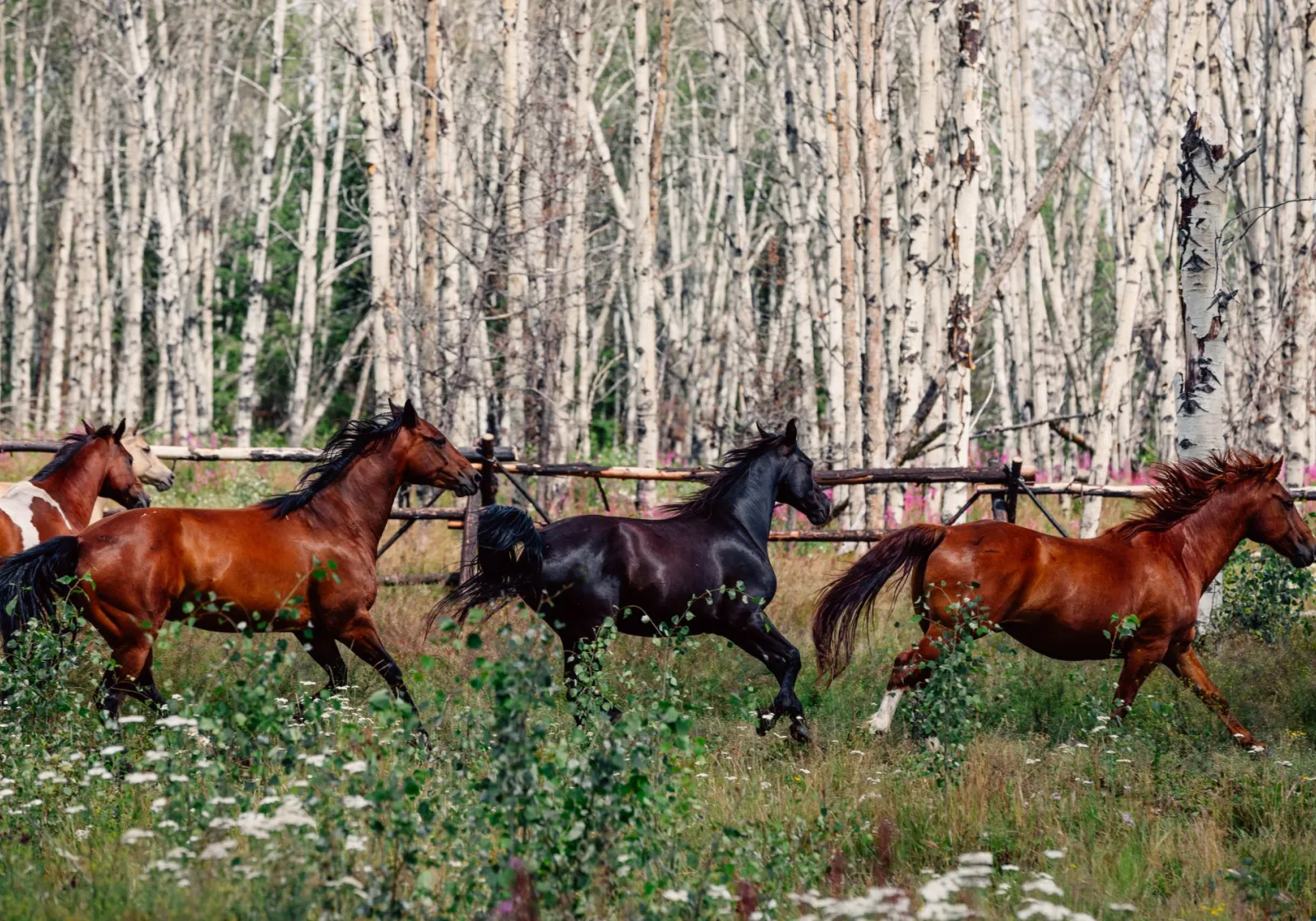 Horse run wild at Siwash Lake Ranch