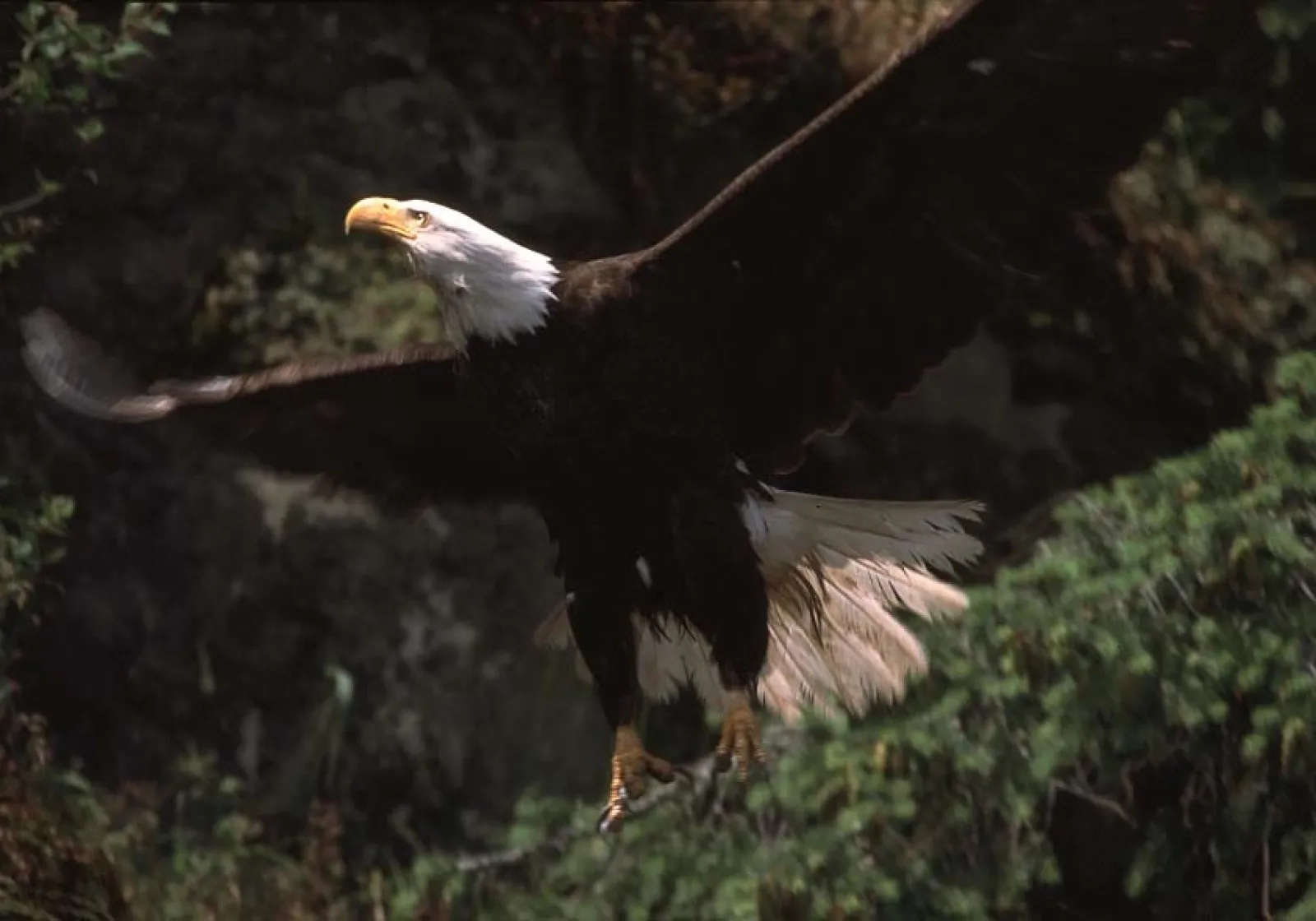 Siwash Lake Ranch - bald eagle