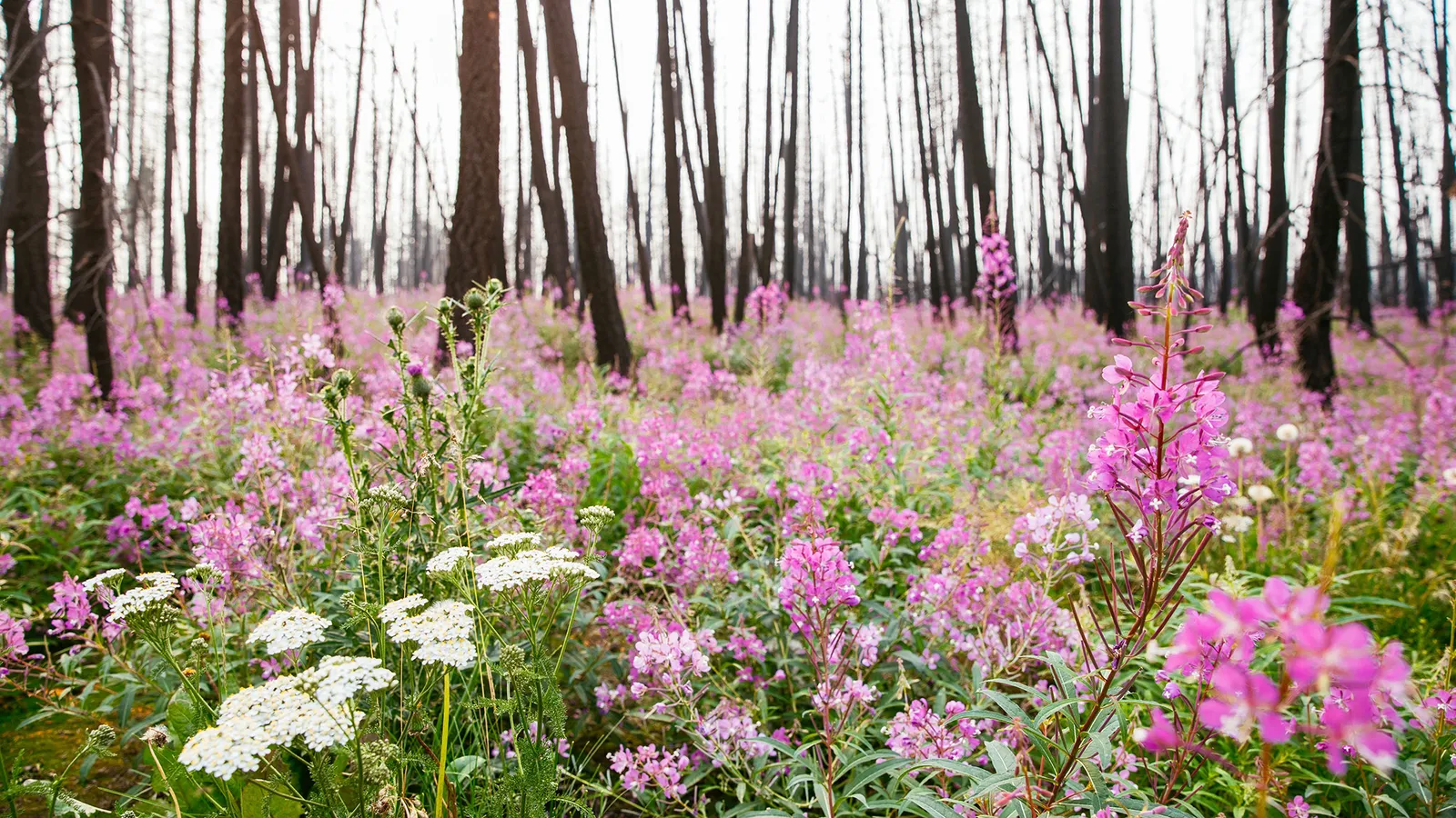 A Sea Of Magenta Pink Fireweed Wildflowers at our Wildland Private Nature Reserve