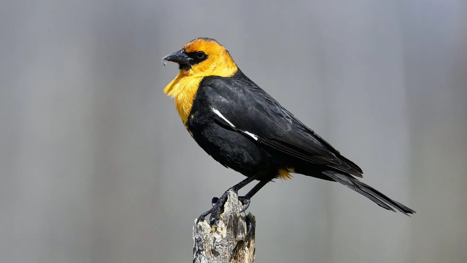 A yellow headed blackbird at Siwash Lake