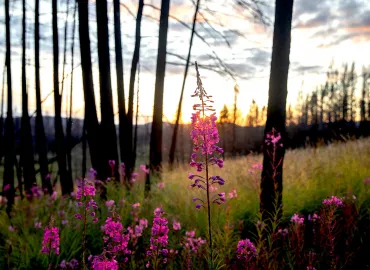 Learn About Fire Ecolgy & Climate Change