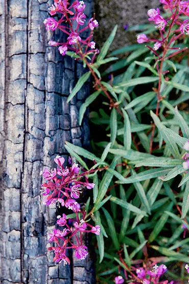 At this Canadian luxury dude ranch and wilderness lodge, experience the stark beauty and wild allure of a post-wildfire eco-system, while learning about resiliency in a regenerating landscape At this Canadian luxury dude ranch and wilderness lodge, experience the stark beauty and wild allure of a post-wildfire eco-system, while learning about resiliency in a regenerating landscape