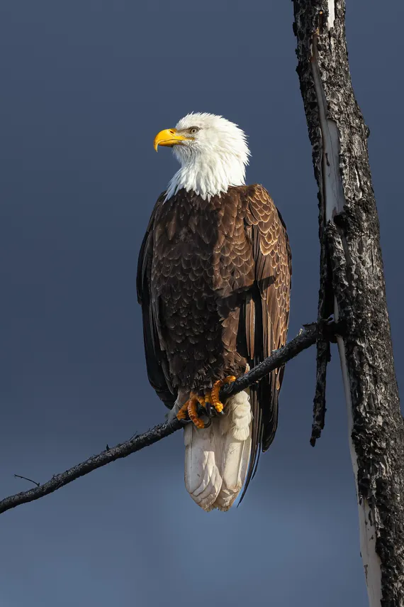 Bald Eagle perched on a burnt snag at Siwash Lake
