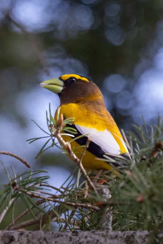 Evening Grosbeaks pass through Siwash Lake every spring during our Songbrid Season 