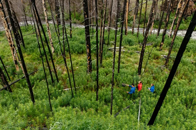 Naturalist hike to learn about wildfire ecology