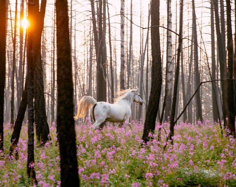 A rare and enchanting ecosystem at Siwash Lake