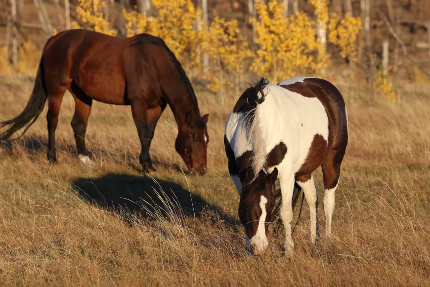 Horses graze on a golden morning at Siwash Lake