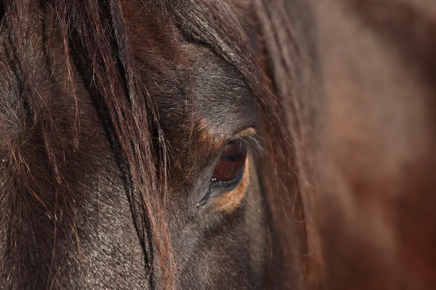 Harmony with a beautiful wild-spirited ranch horse