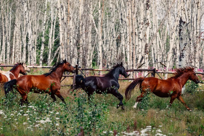 Our horses run wild in large pastures together as a herd