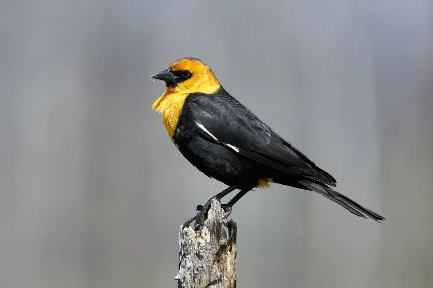 A yellowheaded blackbird is one of the many songbirds at Siwash Lake