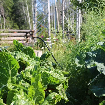 The Siwash Lake Vegetable Garden