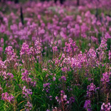 See beautiful swathes of brilliant pink fireweed during a hike at Siwash Lake