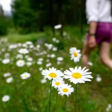 Hike through wildflowers