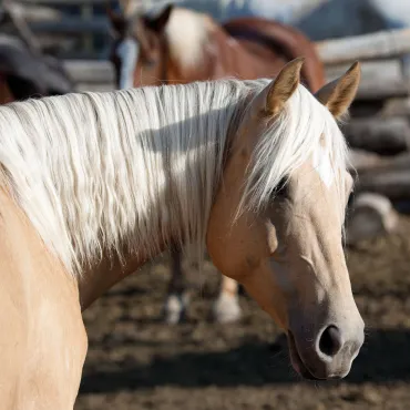 Our Palomino horse Queenie