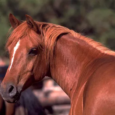 Our sorrel quarter horse Spike