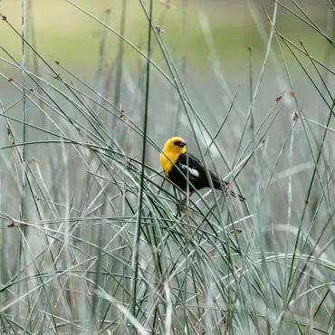 Birding is exceptional on Siwash Lake