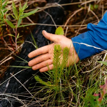 Tree planting at Siwash Lake.