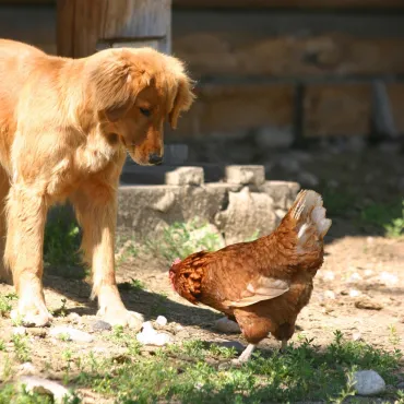 Meet ranch dogs and free-range hens at Siwash Lake Ranch