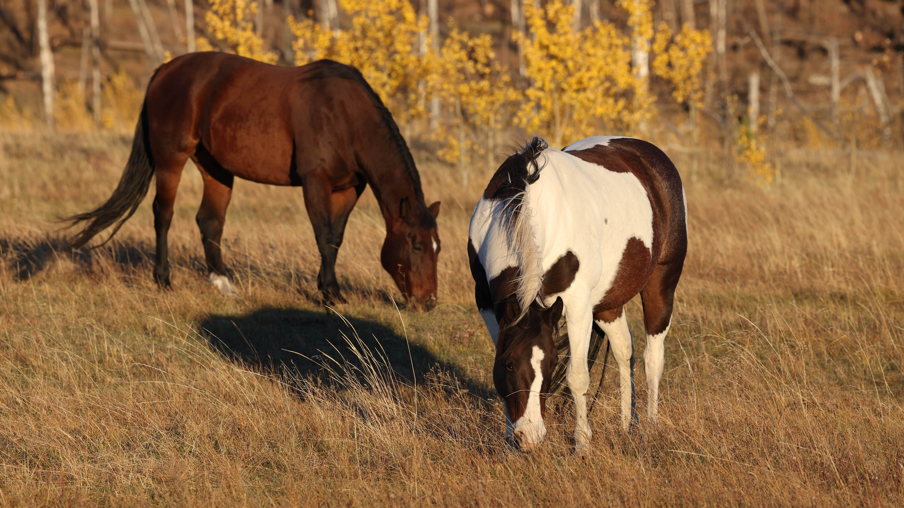 Ranch horses grazing in the fall 